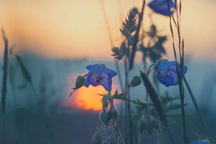 The Secret Garden